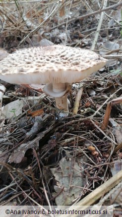 Chlorophyllum olivieri