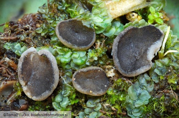 Pindara terrestris