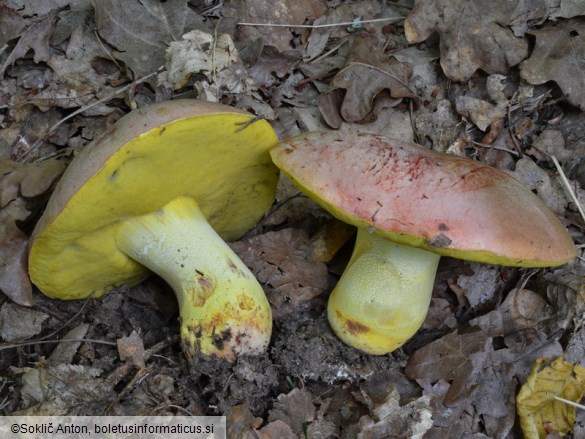 Butyriboletus regius