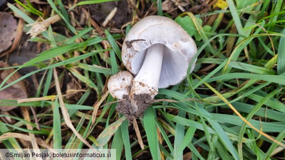 Coprinopsis atramentaria