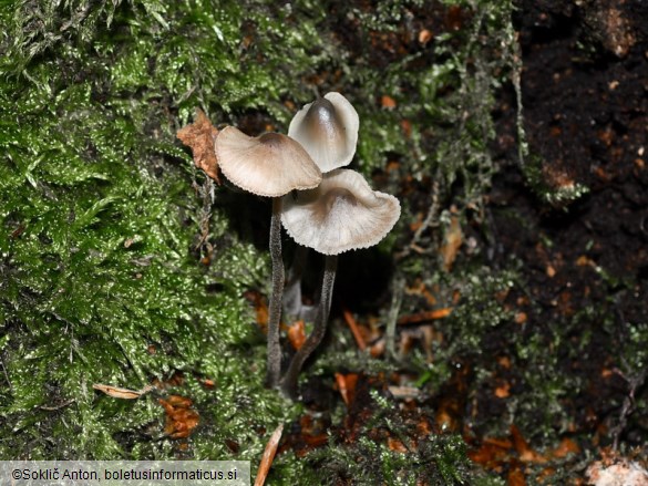 Mycena amicta