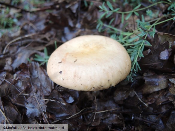 Russula curtipes