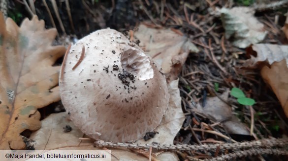 Agaricus silvicola