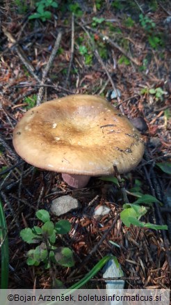 Russula olivacea