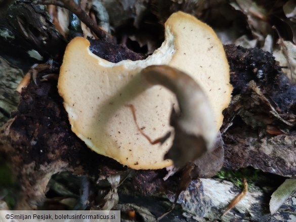 Polyporus ciliatus