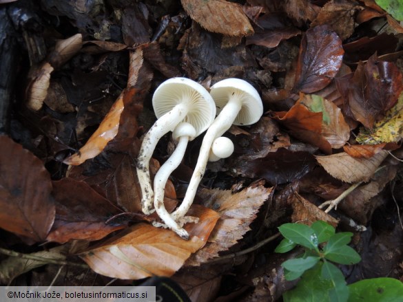 Hygrophorus eburneus