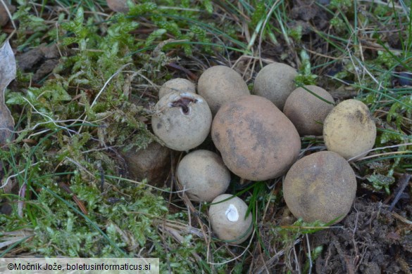 Elaphomyces granulatus