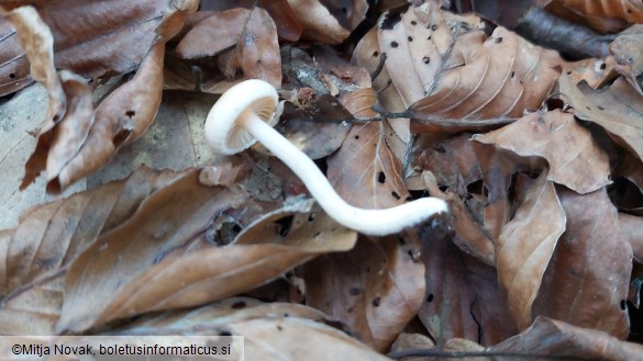 Hygrophorus unicolor