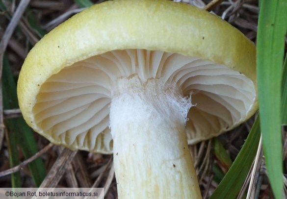 Hygrophorus lucorum