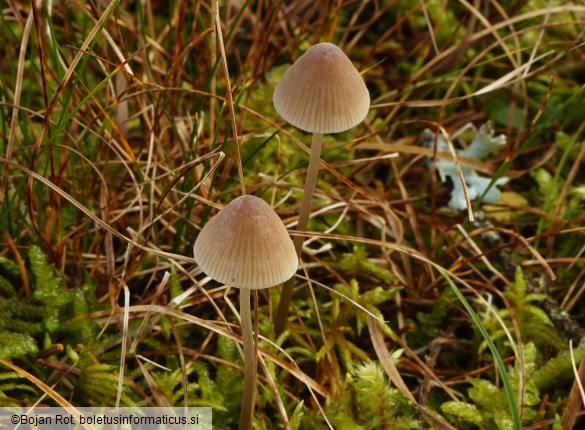 Mycena metata