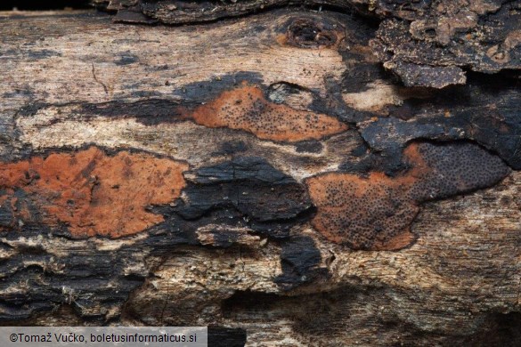 Hypomontagnella submonticulosa