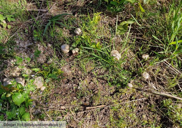 Entoloma sepium