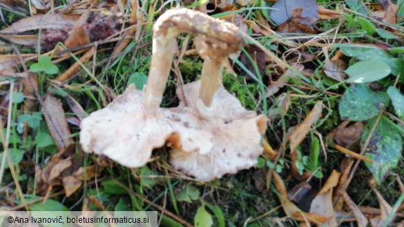 Armillaria ostoyae