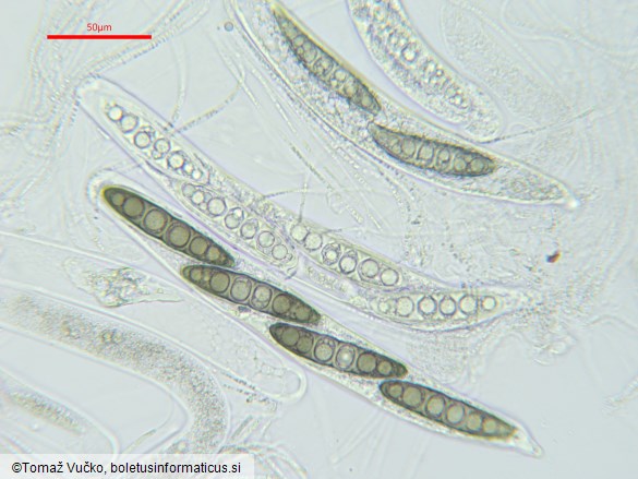 Massaria conspurcata