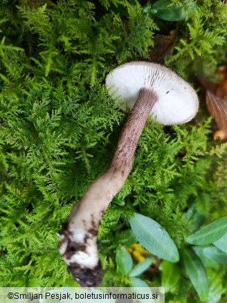 Tricholoma squarrulosum