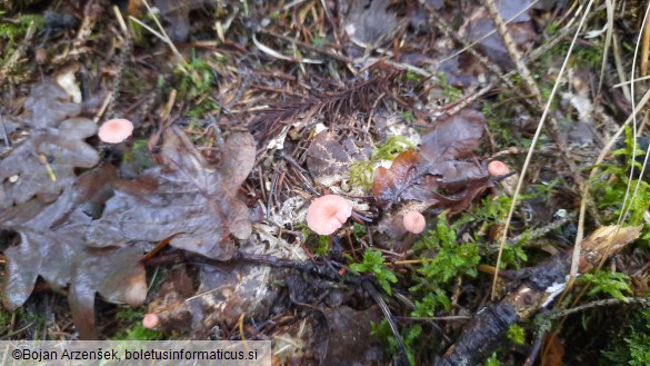 Mycena rosella