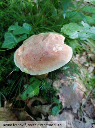 Boletus subtomentosus