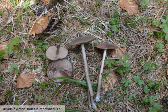 Entoloma hirtipes