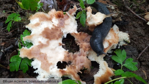 Polyporus tuberaster