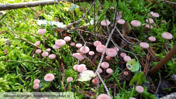 Mycena rosella