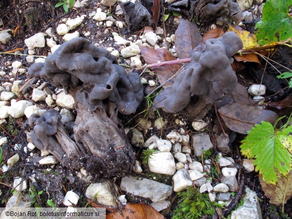 Helvella lacunosa