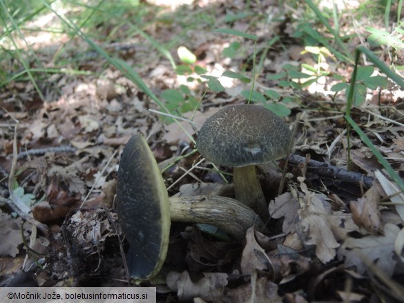 Leccinellum crocipodium