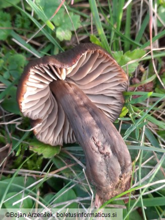 Hygrocybe ovina