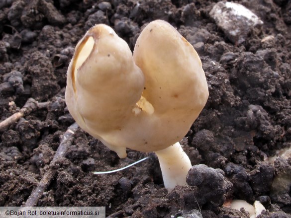 Helvella elastica