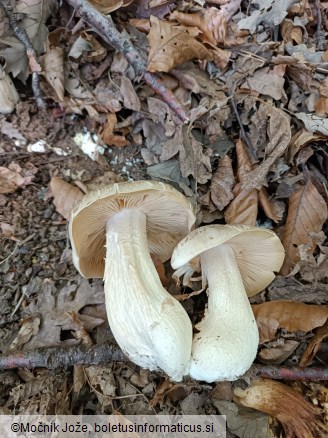 Entoloma sinuatum