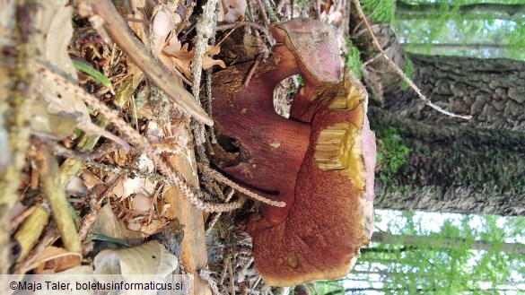 Rubroboletus rubrosanguineus