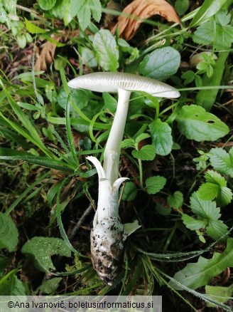 Amanita vaginata