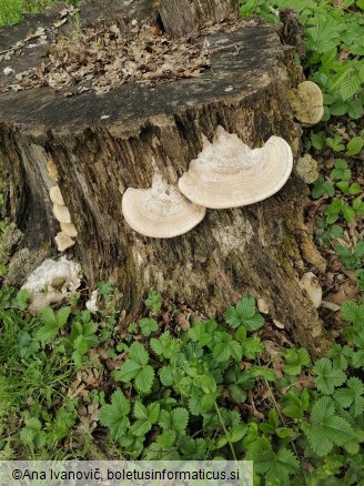 Trametes gibbosa