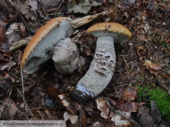 Leccinum piceinum