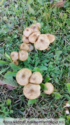 Armillaria gallica