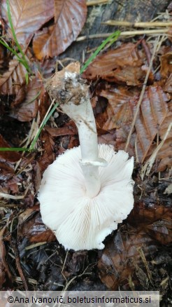 Leucoagaricus leucothites