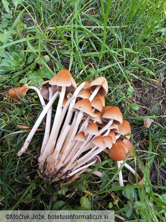 Psathyrella multipedata