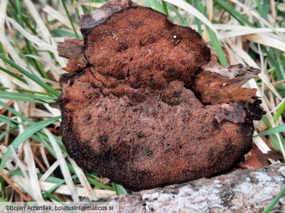 Ischnoderma benzoinum