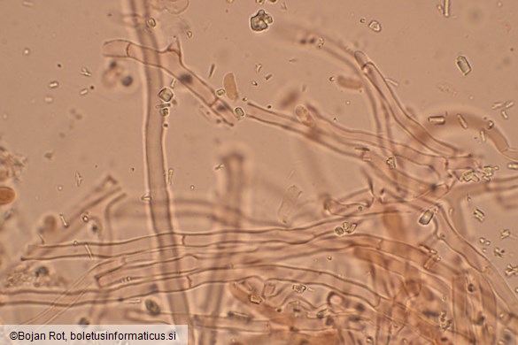 Byssomerulius corium