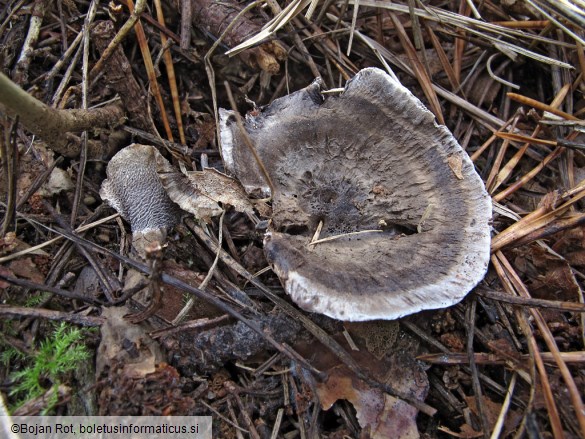 Phellodon niger