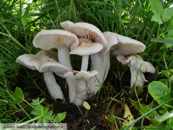 Entoloma sepium