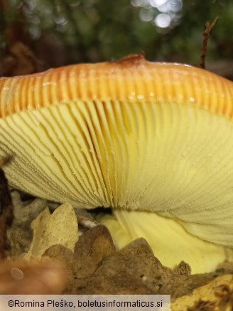 Amanita caesarea