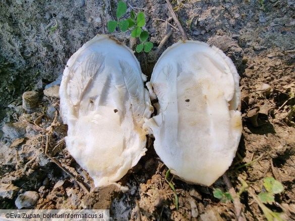 Amanita amplivelata