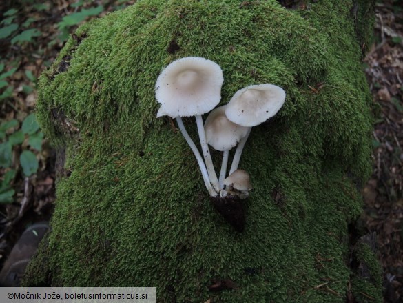 Mycena niveipes