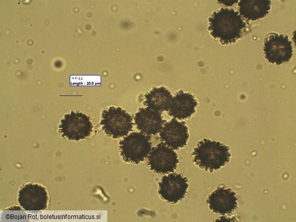 Scleroderma verrucosum