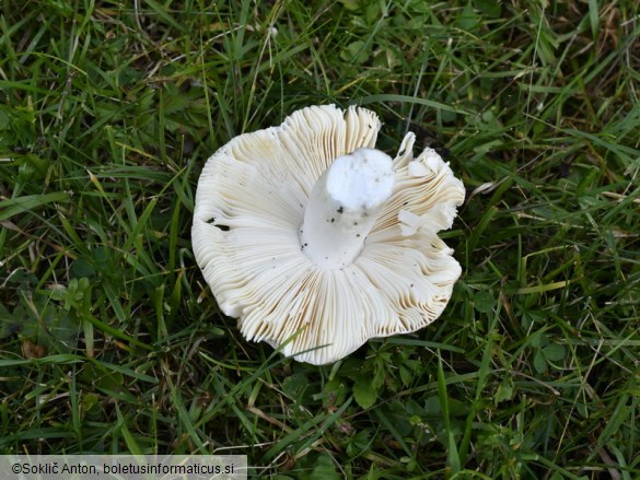 Russula laricina