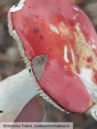 Russula lepida