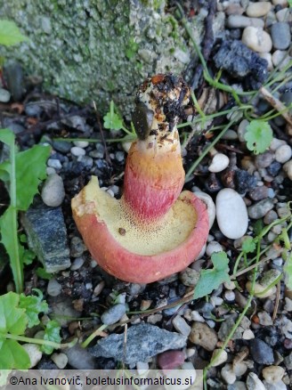 Rheubarbariboletus armeniacus