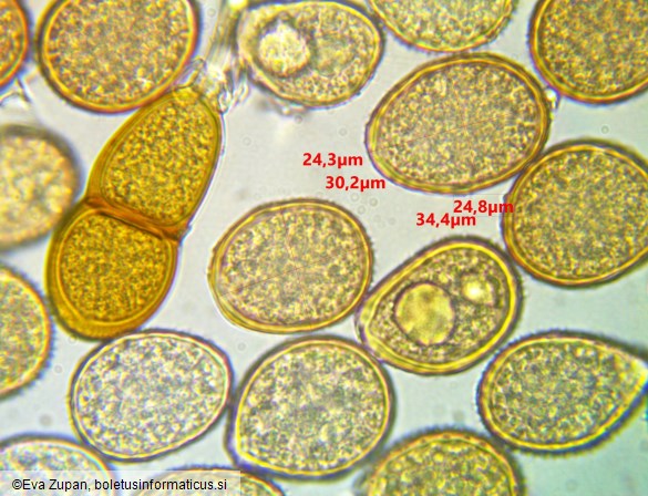 Puccinia phyllostachydis