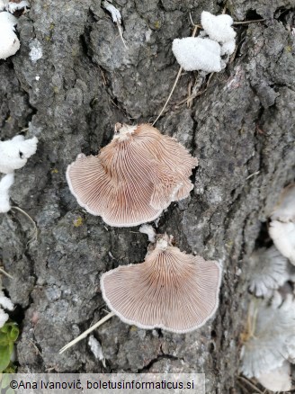 Schizophyllum commune