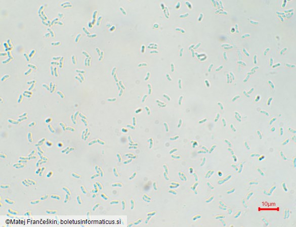 Cyanosporus caesius